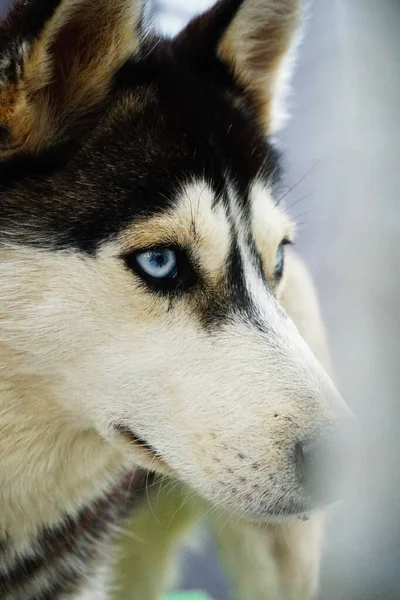 蓝眼睛的狗哈士奇犬 — 图库照片