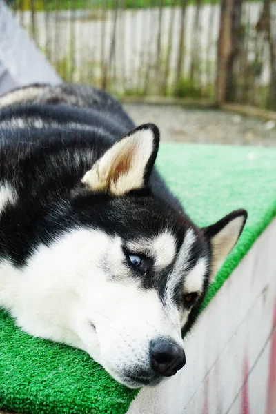 Husky Hund Ligger Marken — Stockfoto
