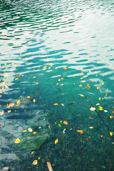 Folhas Amarelas Superfície Água Azul Lago Ritsa — Fotografia de Stock