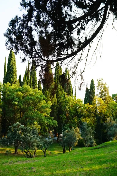 Arbres Dans Parc Verdoyant Été — Photo