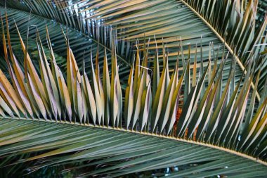 sarı yeşil palmiye yaprakları