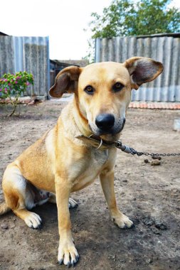 Çoban köpeği evin yakınındaki zincirde oturuyor.