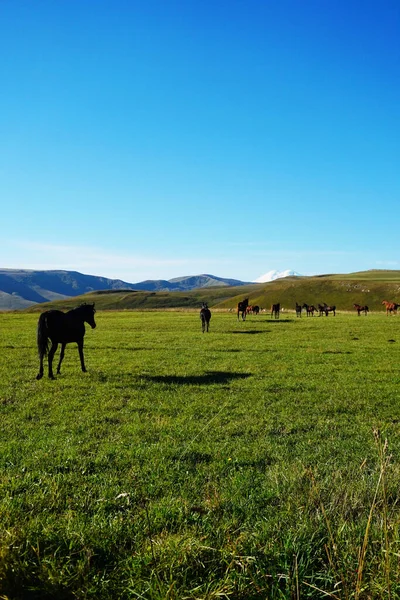 Cavalos Pasto Qual Elbrus Visível — Fotografia de Stock