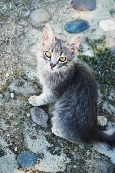 Gatinho Cinza Com Olhos Verdes Senta Estrada — Fotografia de Stock