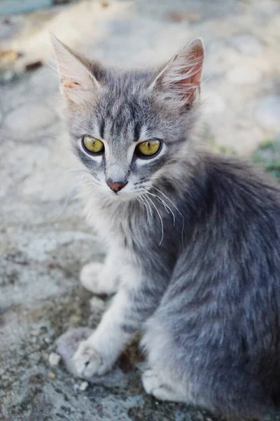 Grå Liten Kattunge Med Gröna Ögon Sitter Vägen — Stockfoto