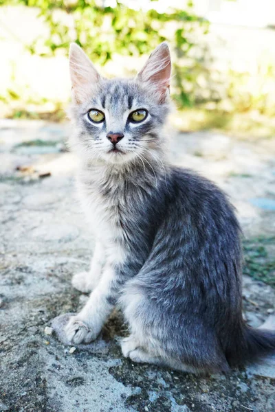 Gatinho Cinza Com Olhos Verdes Senta Estrada — Fotografia de Stock