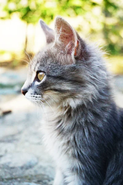 Gatinho Cinza Com Olhos Verdes Senta Estrada — Fotografia de Stock