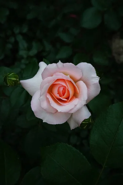 Rosa Gartenrose Garten — Stockfoto