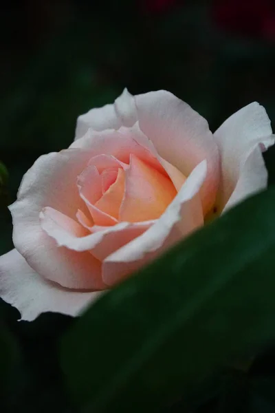 Różowy Ogród Róża Ogrodzie — Zdjęcie stockowe