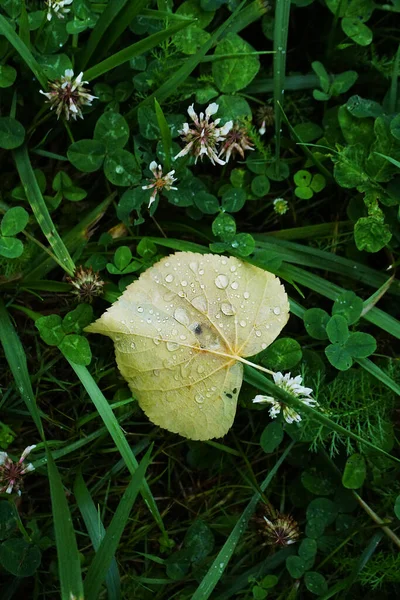 Folha Amarela Com Gotas Chuva Grama Verde — Fotografia de Stock