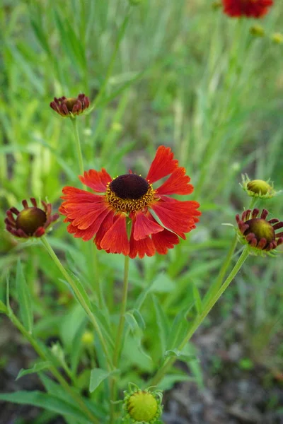 Red Gelenium Park Garden — Stock Photo, Image