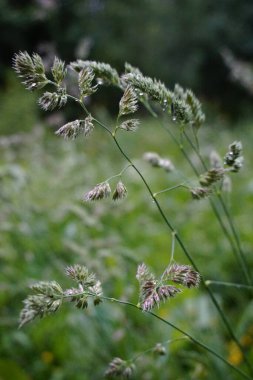 Yaz parkında yeşil çimlere yağmur damlaları