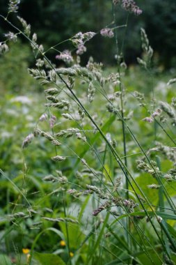 Yaz parkında yeşil çimlere yağmur damlaları                               