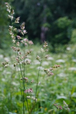 Yaz parkında yeşil çimlere yağmur damlaları