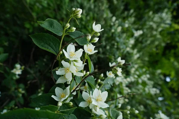 Flores Jazmín Blanco Jardín — Foto de Stock