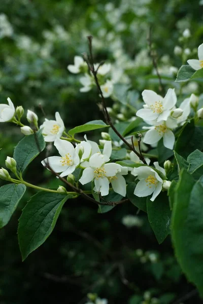 Flores Brancas Jasmim Jardim — Fotografia de Stock