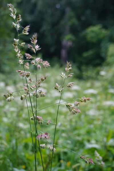 Yaz parkında yeşil çimlere yağmur damlaları