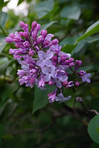 Rametto Lillà Fiore Nel Giardino Primaverile — Foto Stock