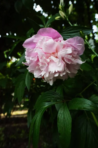 Peônias Florescentes Rosa Arbusto Jardim — Fotografia de Stock