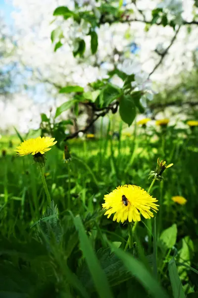 Yellow Dandelions Summer Park — Stock Photo, Image