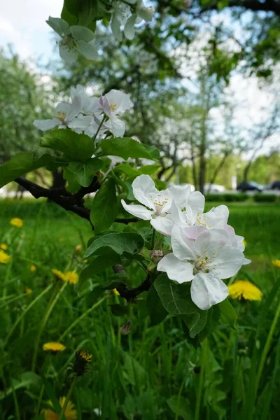 Flowering Apple Trees Spring Apple Orchard — Stock Photo, Image