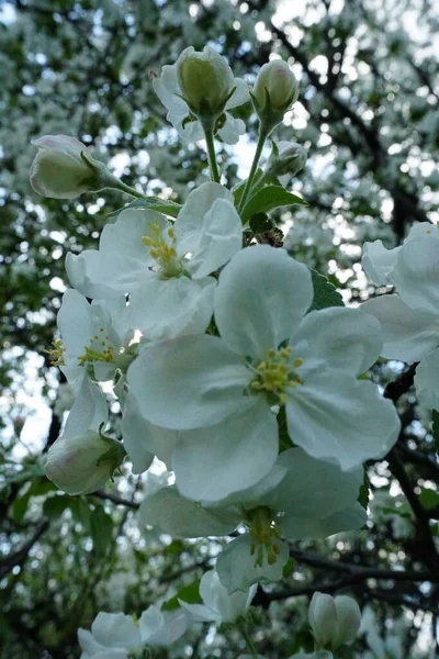 Blooming Apple Orchard Spring — Stock Photo, Image