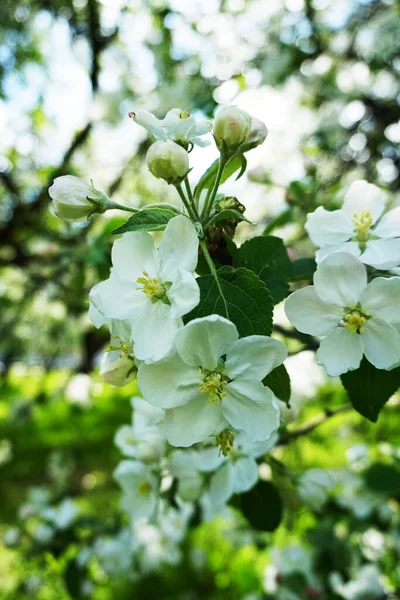 Цветущие Яблони Весной Яблоневом Саду — стоковое фото