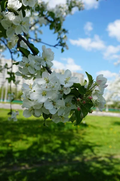 在苹果园的春天开花的苹果树 — 图库照片