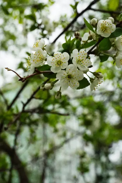 Весной Цветущий Яблоневый Сад — стоковое фото