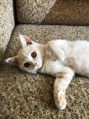 İngiliz cinsinden küçük bir kedi yavrusu kanepede yatıyor.