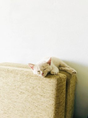 İngiliz renginde küçük bir kedi yavrusu yerde yatıyor.