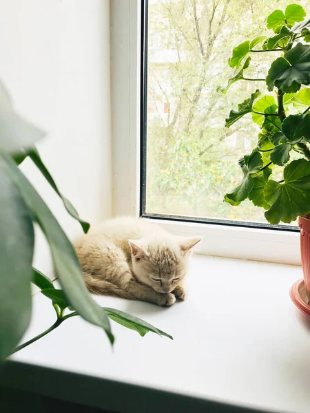 Pequeno Gatinho Britânico Está Peitoril Janela — Fotografia de Stock