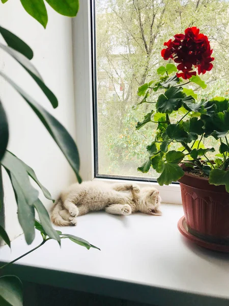 Pequeño Británico Gatito Encuentra Ventana Alféizar — Foto de Stock