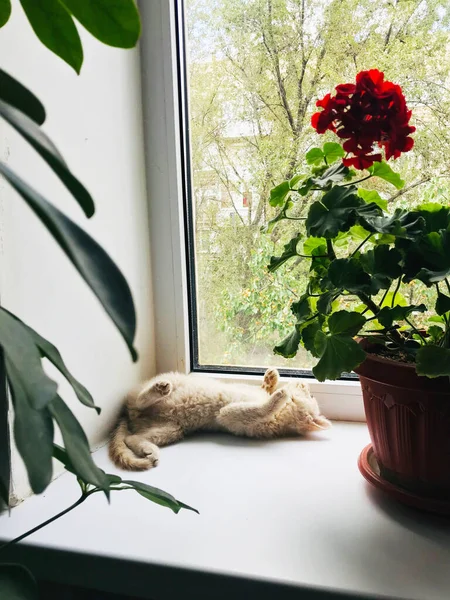 Pequeno Gatinho Britânico Está Peitoril Janela — Fotografia de Stock