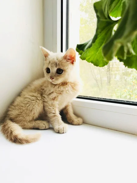 Маленька Британська Кошеня Сидить Підвіконні Дивиться Вікно — стокове фото