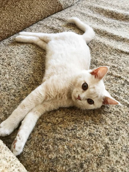 Pequeno Gatinho Raça Britânica Cor Clara Encontra Chão — Fotografia de Stock