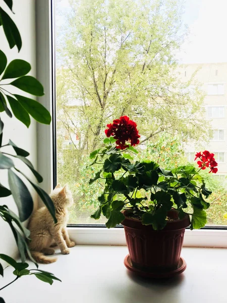 Kis Brit Cica Egy Ablakpárkányon Néz Ablakon — Stock Fotó