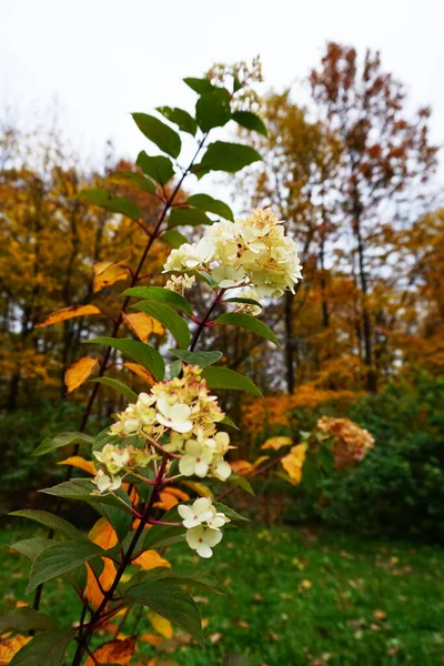 Hösten Sokolniki Park Moskva — Stockfoto