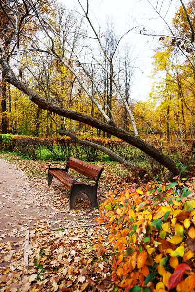 Осень Парке Сокольники Москве — стоковое фото