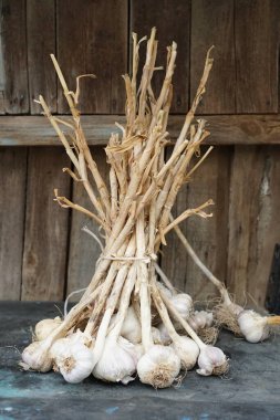 İple bağlanmış taze sarımsak başları.