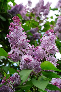 Bahar bahçesindeki bir dalda mor leylak.