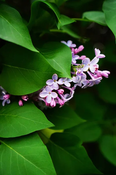 Púrpura Lila Jardín Una Rama —  Fotos de Stock