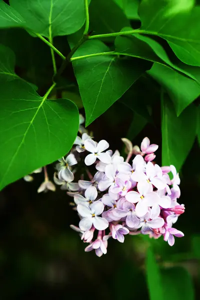 Púrpura Lila Jardín Una Rama —  Fotos de Stock