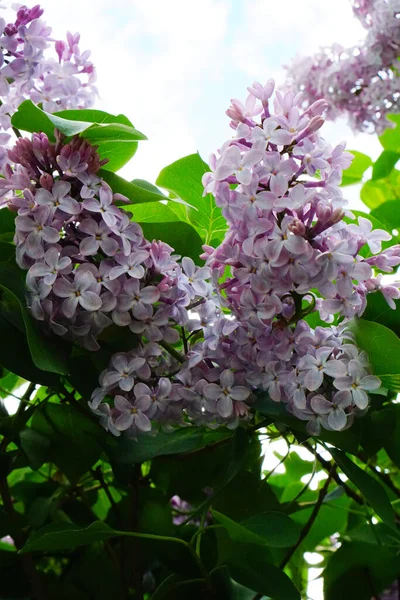 Púrpura Lila Jardín Una Rama —  Fotos de Stock