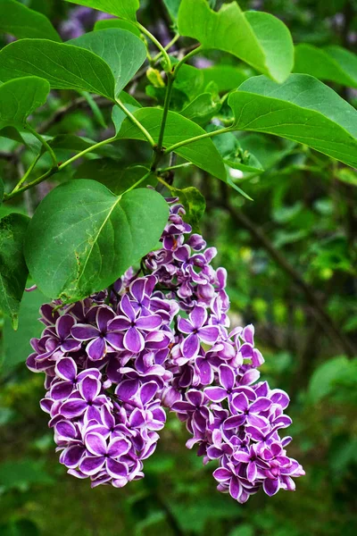 Фиолетовый Сирень Саду Ветке — стоковое фото
