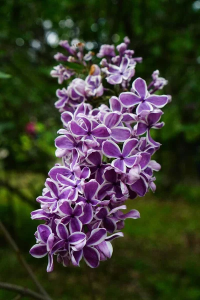 Púrpura Lila Jardín Una Rama Jardín Primavera —  Fotos de Stock