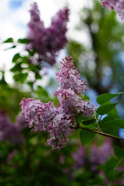 Púrpura Lila Jardín Una Rama Jardín Primavera —  Fotos de Stock