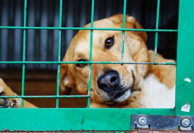 Köpek, köpek barınağında, sokak köpekleri için.