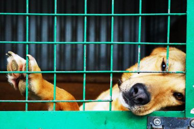 Köpek, köpek barınağında, sokak köpekleri için.           