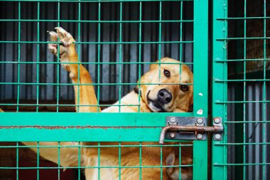 Köpek, köpek barınağında, sokak köpekleri için.